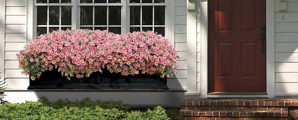 How Window Boxes Add Value To Your Home