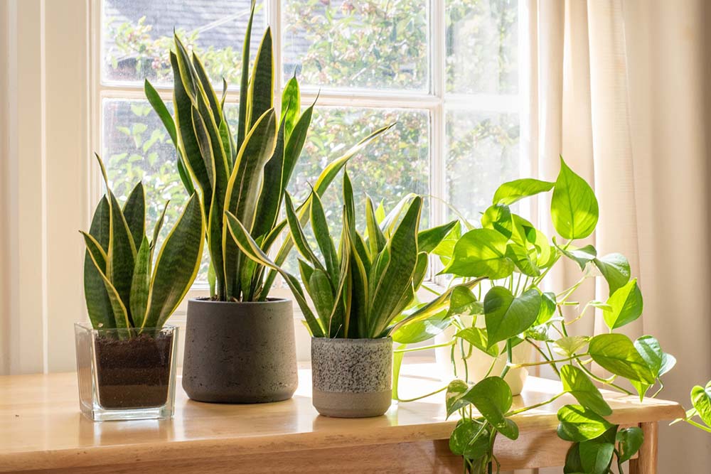 Top 8 Air-Purifying Indoor Plants For Your Home